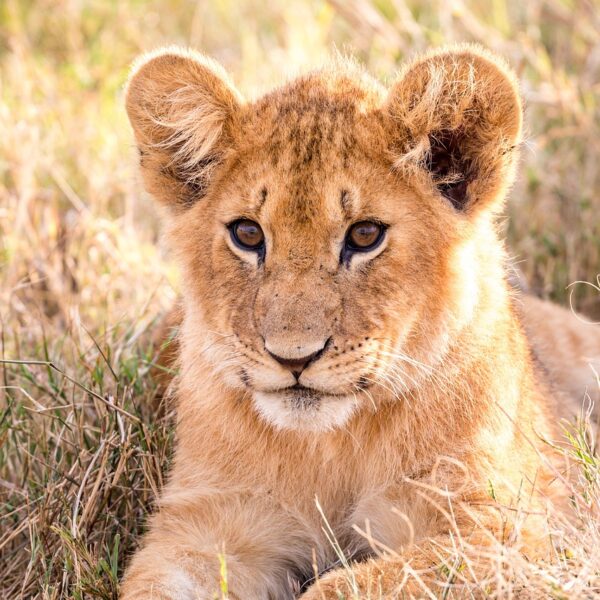 lion, cub, feline-5799526.jpg